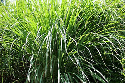 US Organic Citronella Essential Oil, USDA Certified, 100% Pure, 15 ml Pack of 2, Improved caps and droppers – Used for Skin Care, Many DIY Projects Like Candle Making and Much More