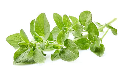 US Organic 100% Pure Oregano Essential Oil - USDA Certified Organic, Steam Distilled (30 ml)